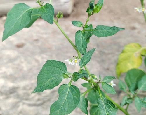 龙葵草图片,神秘药草的神奇功效与传说