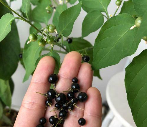 龙葵草图片,神秘药草的神奇功效与传说