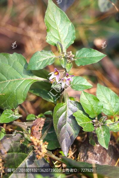 龙葵草图片,神秘药草的神奇功效与传说